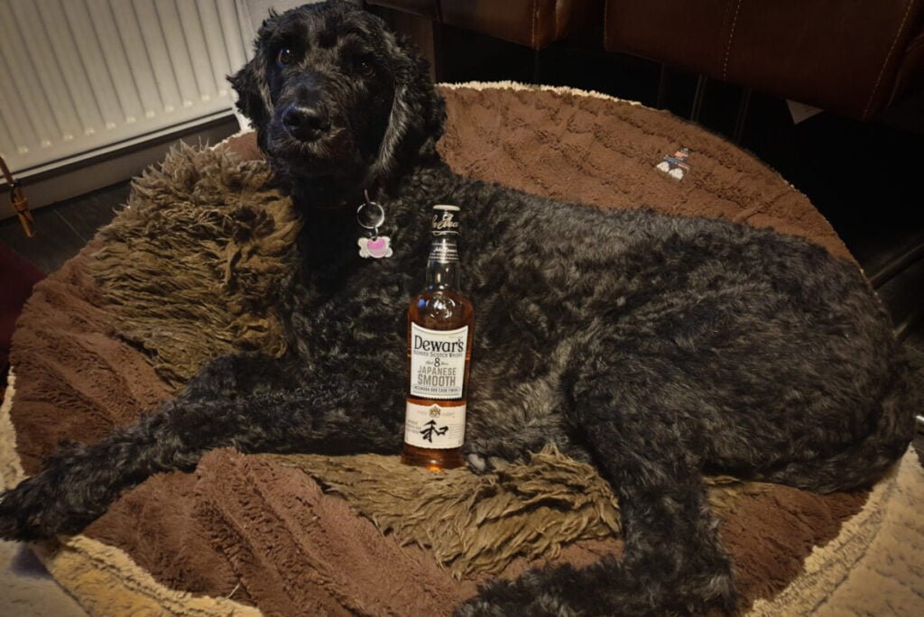 A picture of Max, my dog. Alongside a bottle of Dewar's Japanese Smooth.